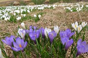 41 Crocus violetti e...bianchi